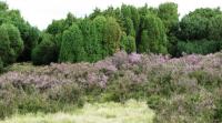 Wanderung in der Lneburger Heide