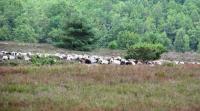 Wanderung in der Lneburger Heide