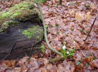 Wanderung zu den Mrzenbecher