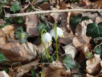 Mrzenbecherblte in Hameln 