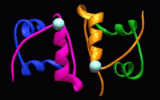 Insulin-Dimer